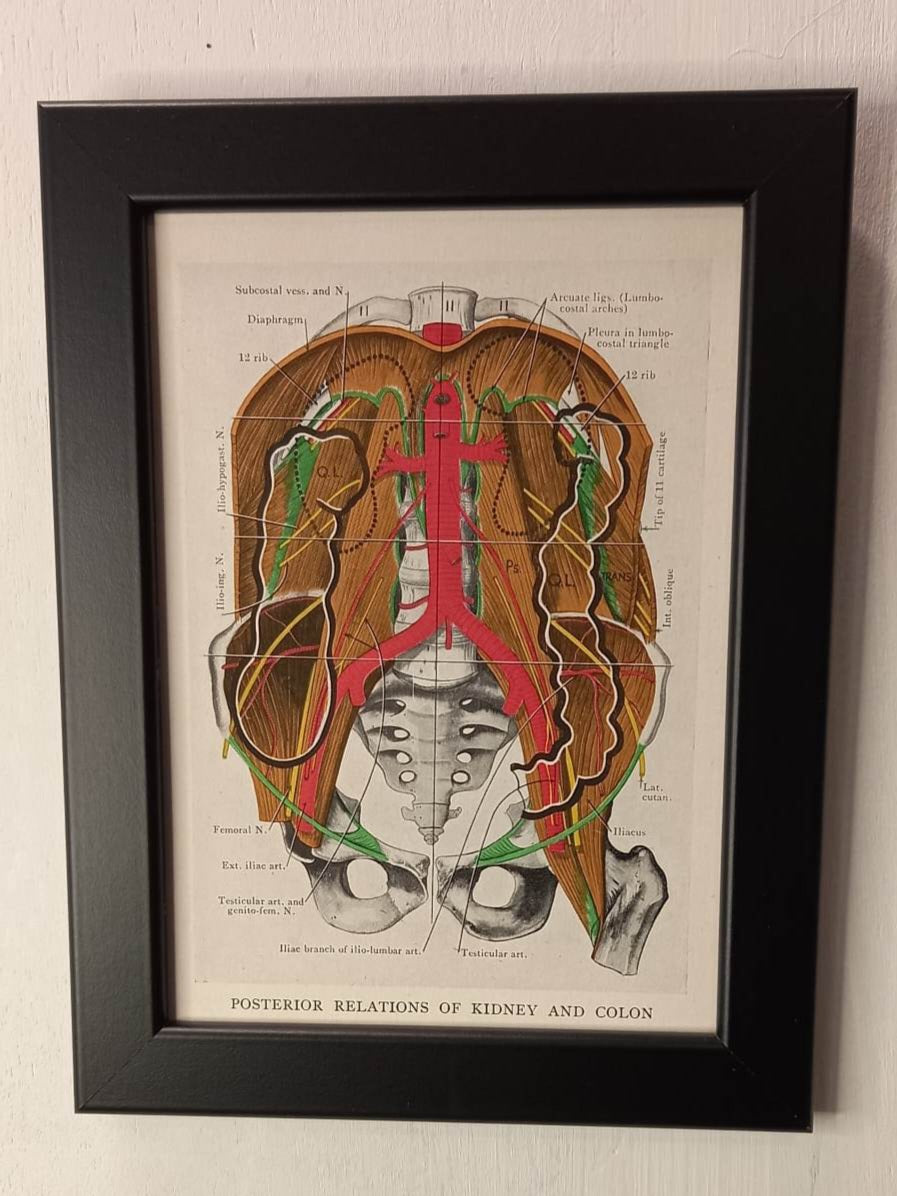 Antique Coloured Anatomical Diagrams (Framed)