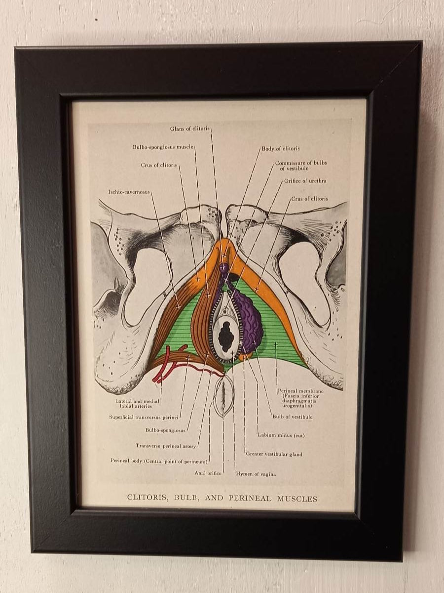 Antique Coloured Anatomical Diagrams