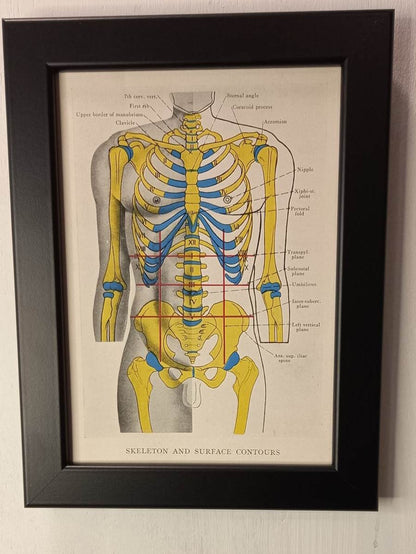 Antique Coloured Anatomical Diagrams (Framed)