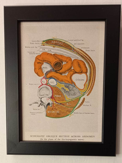 Antique Coloured Anatomical Diagrams