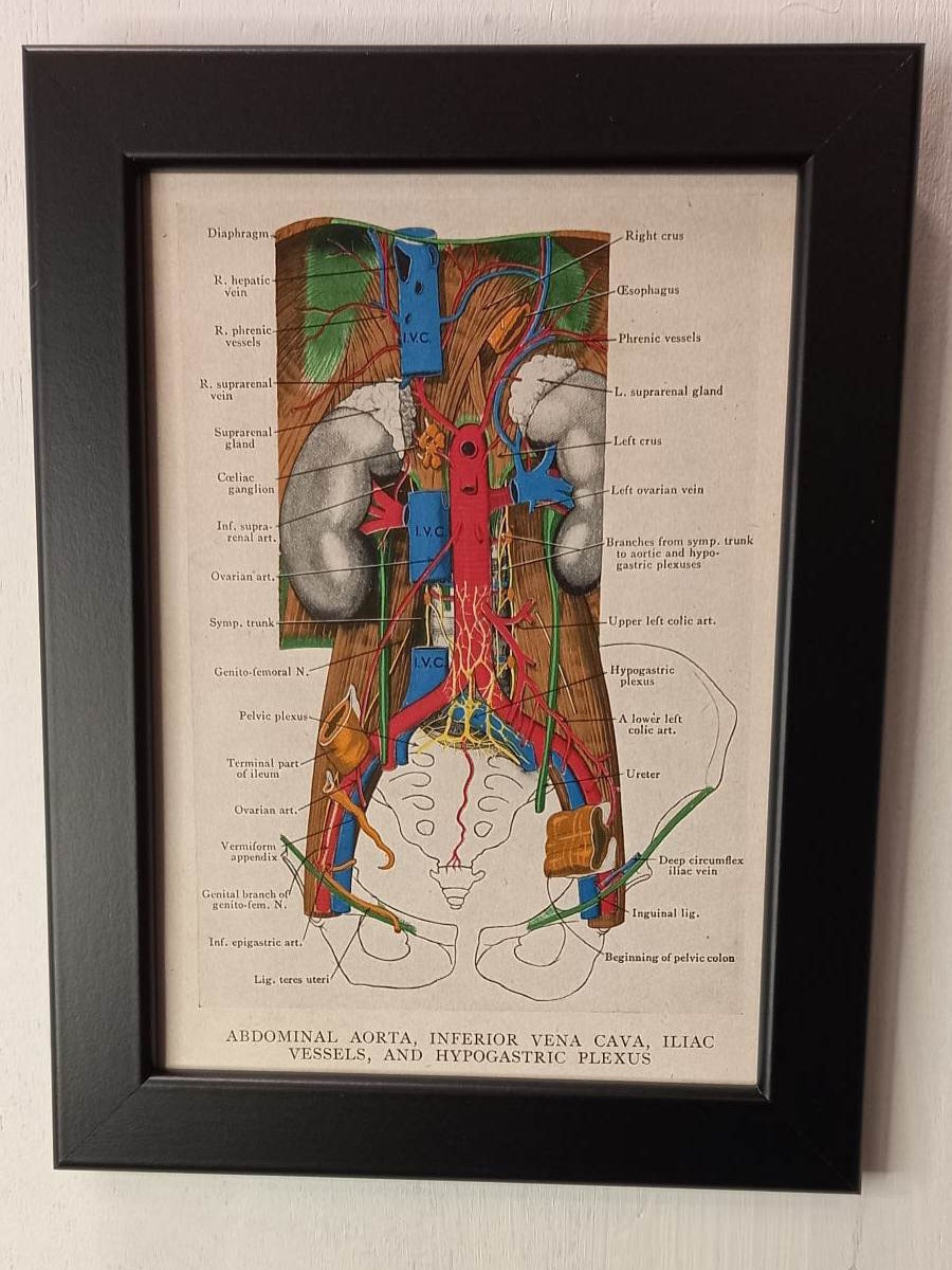 Antique Coloured Anatomical Diagrams (Framed)