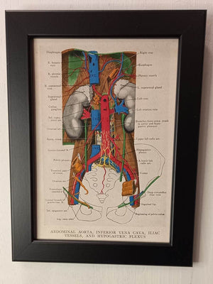 Coloured Anatomical Diagrams